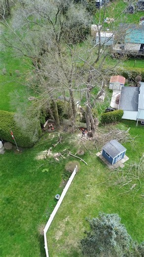 Math Guy #treeremoval | Tree “B” Gone