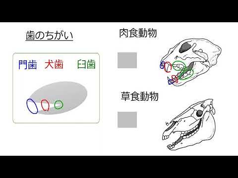 肉食動物と草食動物（2021年度改定）