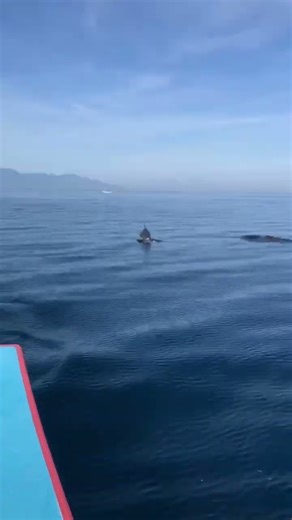 Dolphins in Bali Bay