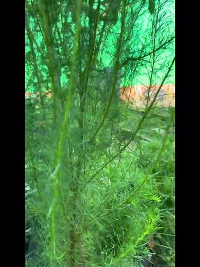Eupatorium capillifolium, or dog fennel (also written "dogfennel"), is a North American perennial