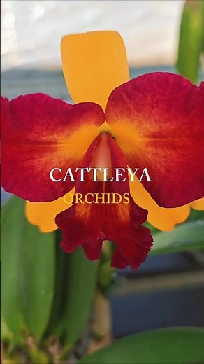Cattleya alliance