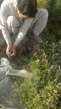 🌿Earth is an Amanah – Plant a Tree, Save a Future.#PlantTrees #SaveEarth#SadaqahJariyah #Environment