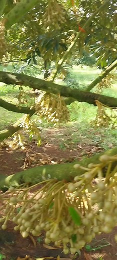 Gomat Kiedsombat บน TikTok