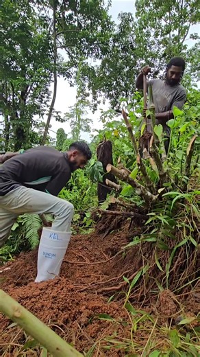 Explore the Farmer Life in Fiji's Unique Landscape