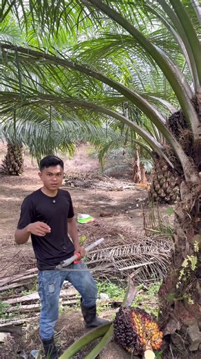 I just found out that there are lots of palm oil plantations in Java too.