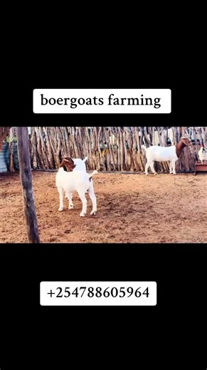 Boer goats are large, hardy South African goats prized for meat, known for their distinct brown head/white body, fast growth, docility, and high fertility, producing multiple kids (twins/triplets) yearly and thriving in hot, dry climates by browsing on shrubs and brush. They are popular for improving other breeds due to their superior meat quality (lean, low fat) and efficient weight gain, reaching market size quickly.#farmlife #goat #boergoats #foryoupage #fyp