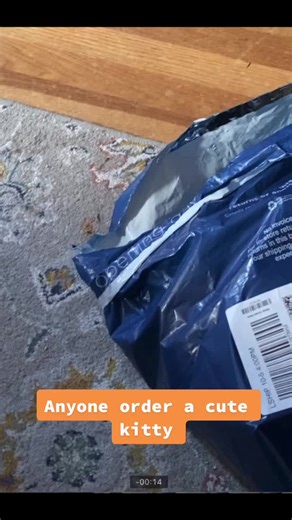 #catsoftiktok #cats #cutecats #fyp