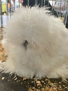 Silkies: What Makes a Champion - The American Poultry Association (APA)