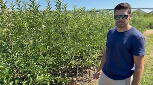 47K views · 697 reactions |  Top 3 Gala Varieties from Griba Italy –...