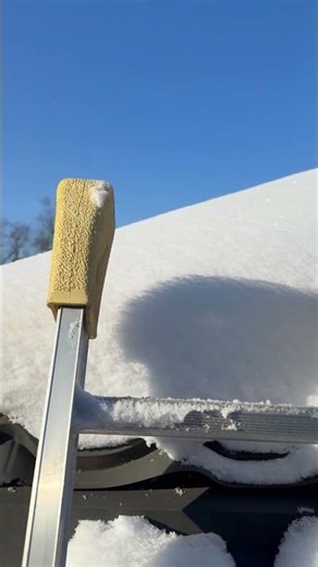 Squirrels in Kitchen, Every London Homeowner’s Nightmare!🐿️🏠#skedaddle#wildlife#LondonOn #Squirrel