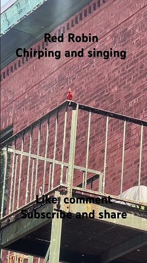 Red Robin chirping and singing on a balcony #birdwatching