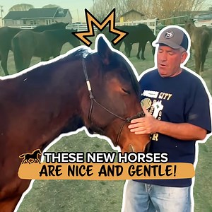 39K views · 1K reactions | These Horses Are Ready To Start Riding!  | The Farm on Route 66 | Facebook