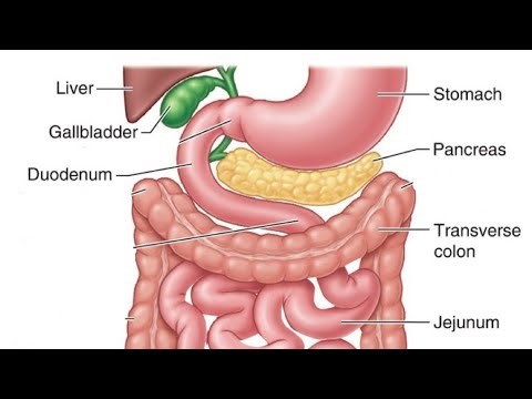Biology -Digestion in human Full topic