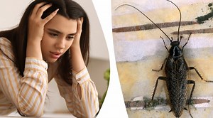 Här är kackerlackan som inte är farlig för ditt hem – så ser du skillnad