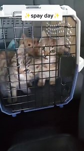 just once I'd like to see a kitten rest after surgery 😂 #spayandneuter #spayday #cafs -120 | Fostering kittens