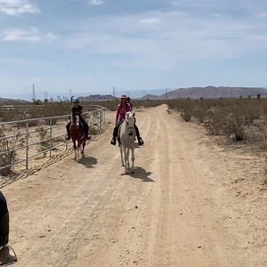 3.2K views · 280 reactions | We have some great Arabian horses available for adoption for trail riding, some with endurance potential.  View their adoption profiles under “available horses” on our website: lovethishorse.org #ltharabianrescue | Love this Horse, Equine Rescue Inc. | Facebook