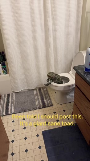 Guys i have never been more scared in my life. These giant cane toads are out of control.