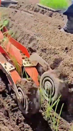 Planting rice seedlings in a straight, muddy trench using a simple tool today done neatly #shorts