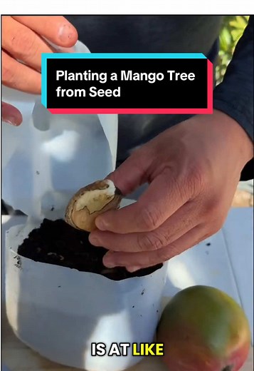 How to Plant a Mango Tree from Seed