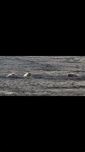 moo moo cows #scotland #highlands #highlandcows #memories #happiness