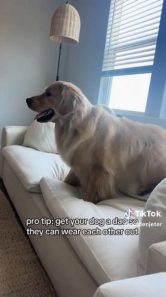 Understanding Dog Zoomies and Pet Care Tips