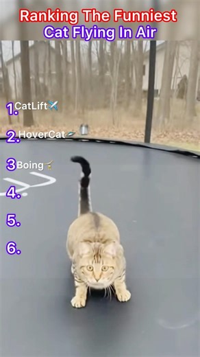 Ranking The Funniest CatFly In Air