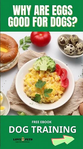 Why are eggs good for dogs?