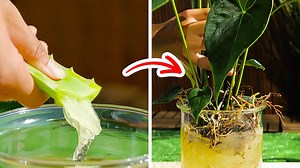 2.4M views · 5.4K reactions | Effective plant growing hacks for your outdoor and indoor garden.  | 5-Minute MAGIC | Facebook
