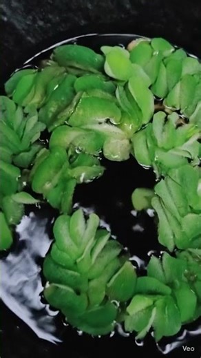 Amazing Floating Plant 🌿 | Water Lettuce Growing at Home #shorts