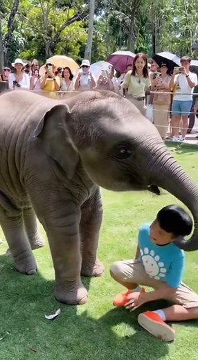 Funny adorable baby elephant piggyback cute kid! #elephant #funny #babyelephant #elephantlove #elephantlovers #animals #animallover #wildlife #zoo #playtime #playing #elephantsanctuary #rescue #saveanimals #feeding #feed #piggyback #dailyelephant | Daily Elephant