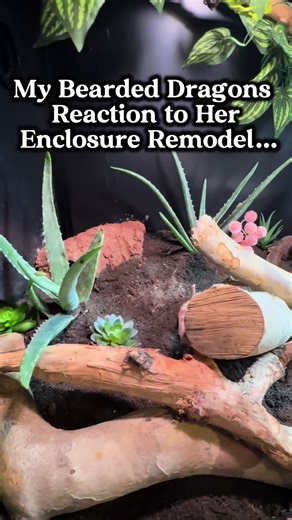 Bearded Dragon's Exciting Reaction to New Enclosure