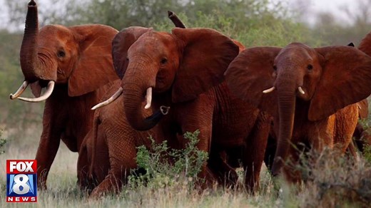 15K views · 17 reactions | Plugged in: Free for all Friday! First snow of the season, Ohio State Fraternities suspended, Senator Al Franken accused of sexual misconduct, Ban on Elephant trophies lifted. What's on your mind? | Fox 8 News | Facebook