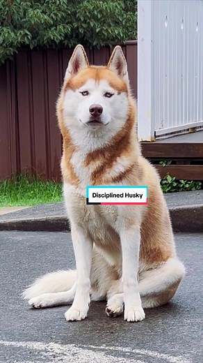Training a Disciplined Husky: Tips and Tricks