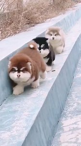 10K views · 475 reactions | soooo cute dogs.fall together #dog #puppy #fall #funny #fyp | Blog Cute Dogs | Facebook