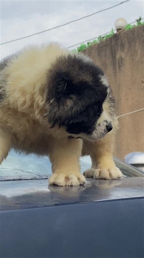 Understanding Caucasian Shepherds: Strong-Willed and Loving Dogs