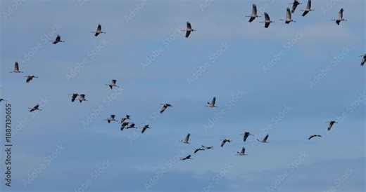 Flock of common cranes ( Grus grus ) in the Camargue, France