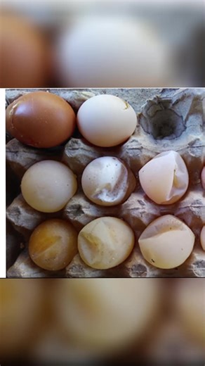 Egg Drop Syndrome (EDS) a kaji cuta ce ta kwayar virus (Adenovirus EDS-76) wadda ke sa raguwar ƙwai ko ƙwai marasa ƙarfi a kajin layers—yawanci kaji suna lafiya amma ƙwai ne ke raguwa. #FarmingTips #kajibroiler #PoultryCare #HausaEducation #AgroBusiness 08069519774