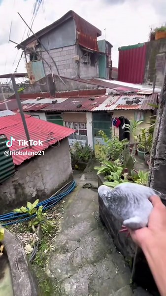 mali ba hagis ko🐦‍⬛? #kalapatidsph🇵🇭 #fyp #dove #kalapati