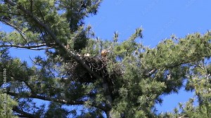 Red-tailed hawk nestlings staying in the nest on top of a conifer tree in early summer