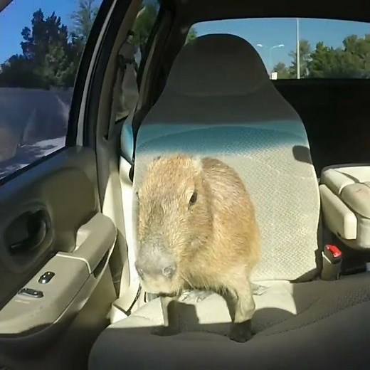 Capybara in da car HD 🥶