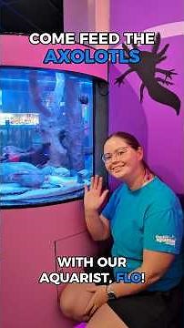 Let’s watch an axolotl feed with Flo 🪱 Our axolotls are fed 3 times a week! #enrichment #animalcare