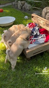 Behind the scences of ATTEMPTING a photo shoot with 5 ten week old puppies… 🤭🫣🤪 😂 #teamcreampuff 💙🩷🧡💛💚 Pugdashians Pugs and Kisses | Pugs and Kisses