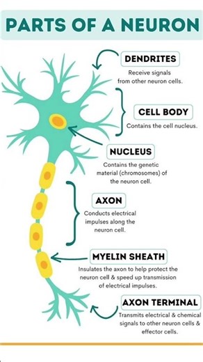 Parts of neuron | nervous system | bsc nursing #neuron #partsofneuron