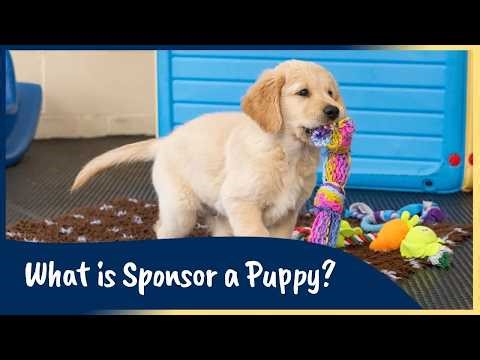 What is Sponsor a Puppy? | Guide Dogs UK