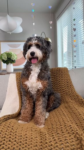 Rocky Road Doodles on Instagram: "Wondering what a full grown Merle looks like? Meet Ranger! He is a medium multigenerational bernedoodle weighing 45 lbs 💗💗- - - - - #bernedoodle #bernedoodles #bernedoodlelove #berniedoodle #bernadoodle #doodlelove #bernedoodlesofinstagram #tribernedoodle #merlebernedoodle #ultrabernedoodle #bernedoodlecentral #perritos #perros #cachorros #cachorro"