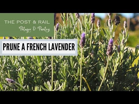 How to Prune a French Lavender