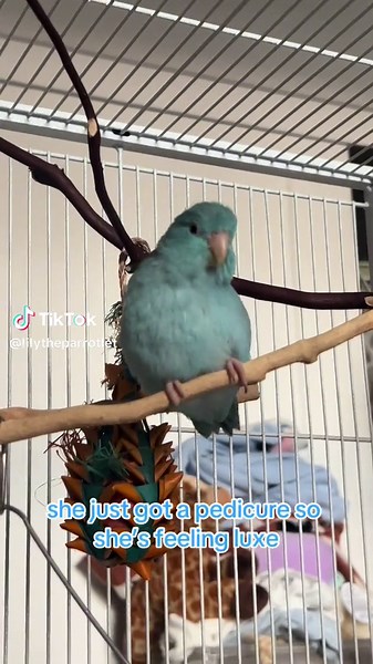 New cage 4 blueberry girl #parrotlet #parrotsoftiktok #birdsoftiktok #parrotlets #petbird #bird