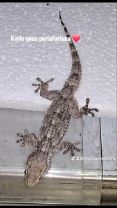 #portafortuna #geco #fortuna | Barbara Red Petese