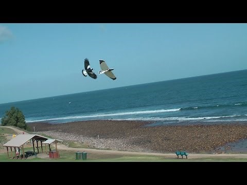 Magpie Glider - Slope Soaring Alula Attack