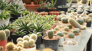 Various Cacti Displayed Pots On Table: Video có sẵn (100% miễn phí bản quyền) 3700176229 | Shutterstock